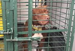 Tehlike arz eden köpek ırklarıyla ilgili flaş açıklama! Bakanlık duyurdu