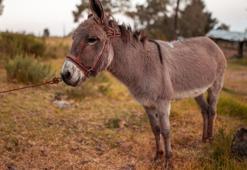 Yargıtay'dan emsal 'eşek' kararı! Sanığa 2 yıl 1 ay hapis şoku... Eşek büyükbaş mı küçükbaş mı?