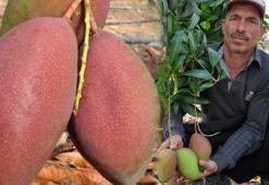 İki yılda üretimi 2 kat arttı, tanesi 40 lira! Yılda 300 bin lira kazanç sağlıyor...