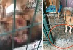 Bir pitbull dehşeti daha! Kafesi parçaladı, yakalayıp boğarak öldürdü