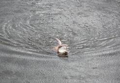 Görenler inanamadı! Vali 'gerçekten gizemli' dedi ve bu sözlerle duyurdu