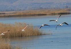 3 gölde, 33 türden 22 bin kuş tespit edildi
