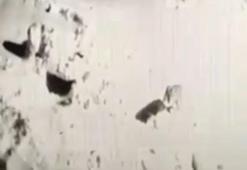 Kurtlar ilçeye inip köpeğe saldırdı! Köpek sahibi maç gibi o anları anlattı