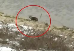 Bursa'da ortaya çıktı! Belediye duyurdu, görenler şaşkına döndü