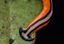 Asya’da sonra İngiltere'de de görüldü, biyoçeşitlilik ve tarım ürünleri için tehdit: Tüm dünyayı istila edebilirler