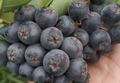 Kanserin düşmanı! İşte dünyanın konuştuğu mucize meyve!