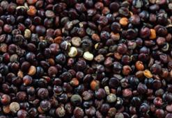 Kötü kolesterol için şifa, obezite ile mücadele ediyor! Astronotların gözdesi, tam bir protein deposu