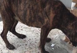 Sokak köpeğine cinsel saldırı iddiası