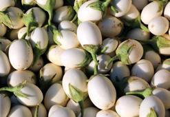 Kanser ve şeker hastalığı ile savaşıyor! Tam bir vitamin deposu, balla karıştırıp saça ve yüze sürünce...