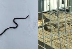 Yılanların kış uyku düzeni bozuldu: Ocak ve şubatta sıkça görülmeye başlandı