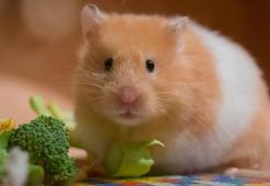 Hamsterlardan insanlara Kovid-19 virüsü bulaştı!