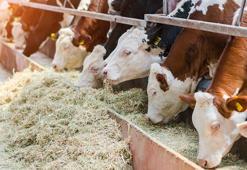 TARSİM: Yetiştiricilere 2,5 milyar TL hasar ödemesi yapıldı