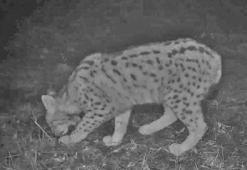 Samsun'da fotokapana böyle yakalandı!