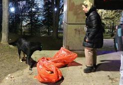 Ankara'da ölü bulunan 8 köpekte zehirlenme şüphesi