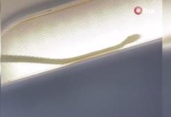 Malezya’da uçağa yılan girdi, acil iniş yapıldı