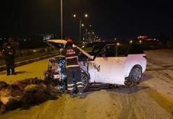 Cip sürüye daldı; 58 koyun öldü