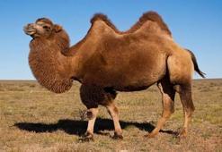 D harfi ile hayvan isimleri - D ile başlayan hayvanlar...