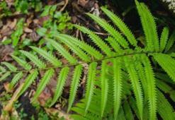 E harfi ile bitki isimleri - E ile başlayan bitkiler...