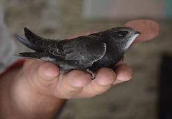 E harfi ile hayvan isimleri - E ile başlayan hayvanlar...