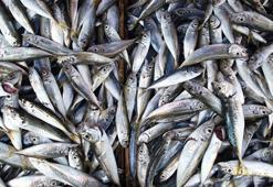 H harfi ile başlayan hayvan isimleri neler?