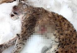 Vaşak avcısına 16 bin 500 lira ceza