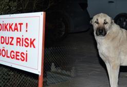Mardin'de kuduz paniği! Yedi kişiyi ısıran köpek...