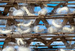 İ harfi ile hayvan isimleri nelerdir?