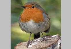 N harfi ile hayvan isimleri - N ile başlayan hayvanlar...