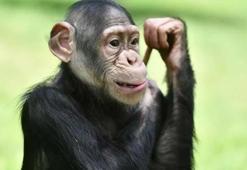 Ş harfi ile hayvan isimleri - Ş ile başlayan hayvanlar...