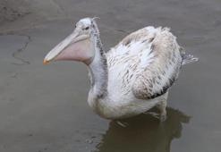 Nadir görülen tepeli pelikan, Alaplı Çayı'nda görüntülendi