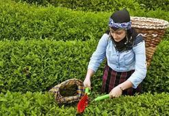 İŞKUR ÇAYKUR işçi alımı başvurusu nasıl yapılır (başvuru ekranı)? ÇAYKUR işçi alımı şartları nelerdir, Çaykur işçi alımı 2022 başvuruları başladı mı?