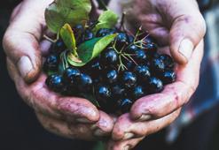 Kanserin şifası süper meyve! Aronya meyvesi bağışıklığı güçlendiriyor!