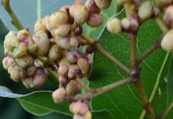 Paraya para demiyorlar! Her yıl daha fazla verim elde ediliyor, 25 bin TL kazanç...