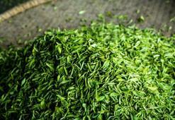 Mucizevi bitki yeşil çayın saç sağlığına faydaları!