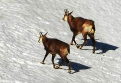 Dünyada çok nadir görülen dağ keçisi türü 'şamua'lar, Tunceli’de görüntülendi