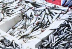 Balık fiyatları ile ilgili flaş uyarı! Hamsi, mezgit, istavrit, levrek, çipura...