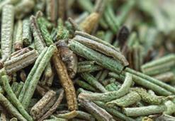 Hafızayı 10 yıl gençleştiriyor! Kan şekeri düşüyor, ruh halini iyileştiriyor!