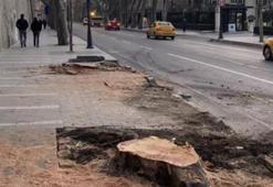 Çırağan Caddesi'ndeki 112 çınar kesildi! Tepki çeken görüntüyle ilgili çarpıcı iddia