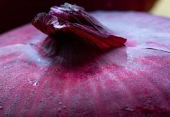 Hipertansiyonu düşürüyor, inme riskini önlüyor! Hastalıklara karşı savaşçı, doğal antibiyotik...