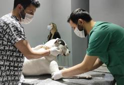 Kedi ve köpekler yılsonuna kadar kayıt altına alınıyor