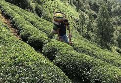 ÇAYKUR kuraları ne zaman çekilecek? ÇAYKUR işçi alımı kura çekimi tarihi ÇAYKUR kura sonuçları için bekleniyor!