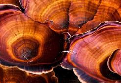 Cinsel gücü artırıyor, hafıza güçlendiriyor! Tansiyonu dengeliyor, ölümsüzlük...