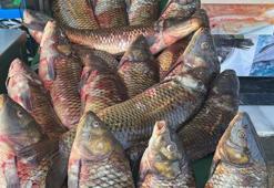 Tatlı sularda avlanma yasağı başladı