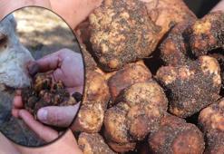 Kilosu 1500 lira, toprağın altından çıkıyor! Özel köpekler bulabiliyor