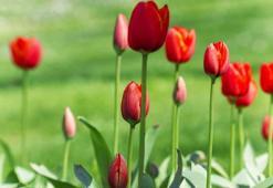Nevruz Bayramı mesajları! Resimli, uzun, kısa, anlamlı ve yeni 21 Mart Nevruz Bayramı kutlama ve tebrik mesajları ile sözleri!
