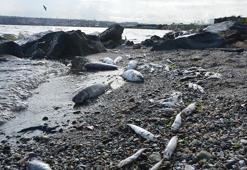 Prof. Dr. Meriç Albay: Küçükçekmece Gölü'nün ciddi bir restorasyona ihtiyacı var