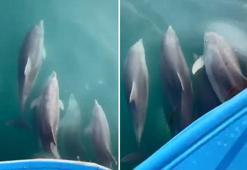 Sinop açıklarında yunus sürüsü böyle görüntülendi!