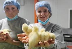 Bir ilk gerçekleşti! Türkiye'den dünyaya yayılıyor