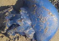 TÜDAV uyardı, işte tehlikeli denizanaları