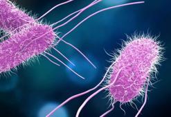 Salmonella nedir, Kinder sürpriz yumurta Salmonella virüsü hastalığı belirtileri nelerdir?